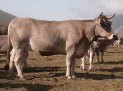 Fomento Aragón: Asociación de Criadores ARAPARDA 400 explotaciones 18000 vacas nodrizas, 400