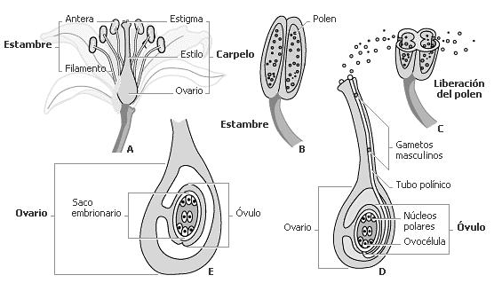 Polinización Vegetales con semillas Proceso de polinización: Acercamiento del grano de polen ( ) al óvulo ( ) Aunque muchas flores son hermafroditas, lo más frecuente es la fecundación cruzada.