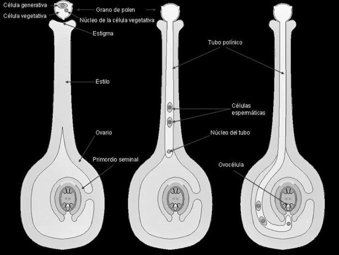 Polinización Terminada la doble fecundación aparece: Semilla: Derivada del óvulo y constituida por el saco embrionario, el embrión y el albumen. Fruto: Derivado del ovario.