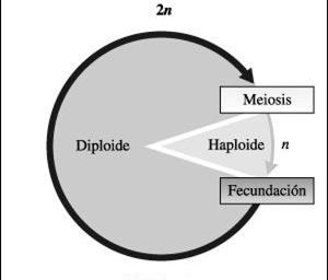 actividad 44 Según en qué momento se produzca la meiosis: Ciclo diplonte