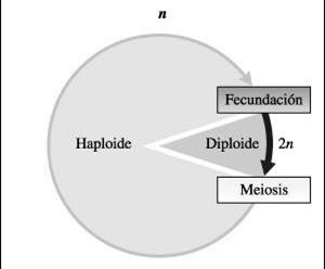Ciclo haplonte (hongos) Adulto haploide, cigoto diploide Meiosis primera