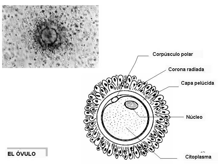 Espermatozoide Oogénesis Óvulo Fecundación Fecundación externa (agua) Excepciones (pulpo, peces