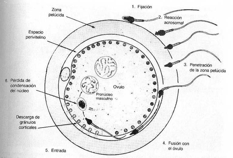 Tipos reproducción Embriología Ovípara Ovovivípara Vivípara