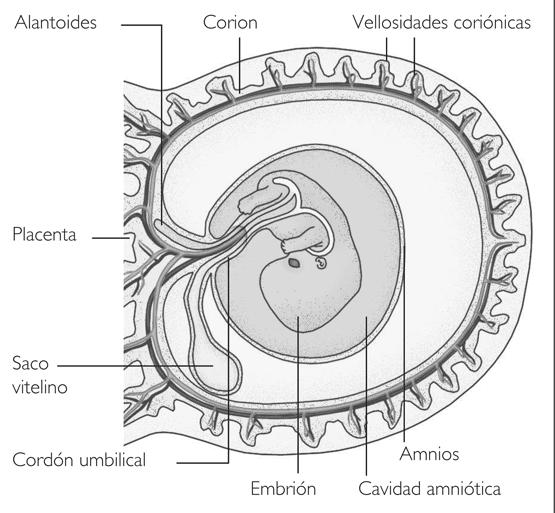 extraembrionarias Membranas extraembrionarias