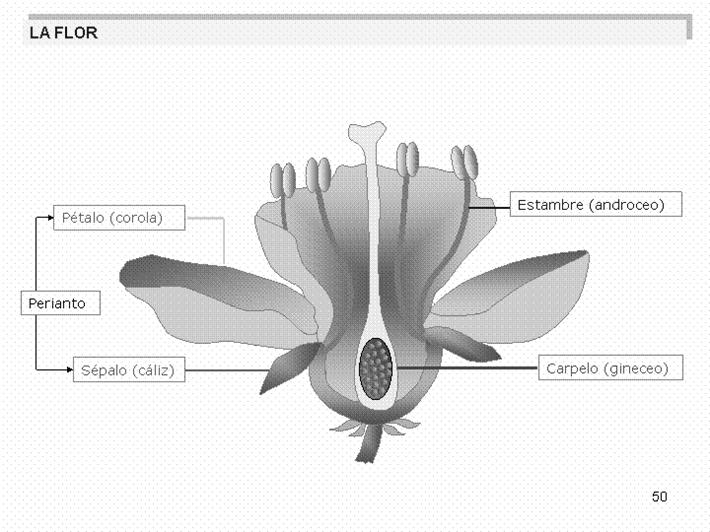 Flor Espermatofitas que producen semillas Presentan flores Verticilos florales: Periantio Órganos sexuales Flor
