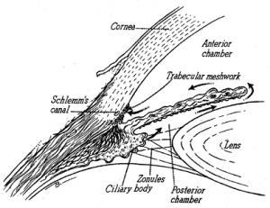 región vascular interna del cuerpo ciliar que se encuentran en continuidad con las capas vasculares de la coroides. Que podemos encontrar en los procesos ciliares?