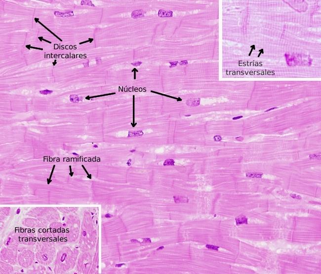 Cuestionario, respuestas. Tejidos animales. 15 1) A las células musculares se les denomina miocitos o fibras musculares. Es correcto.