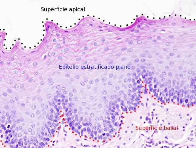 epitelios del tejido conectivo.