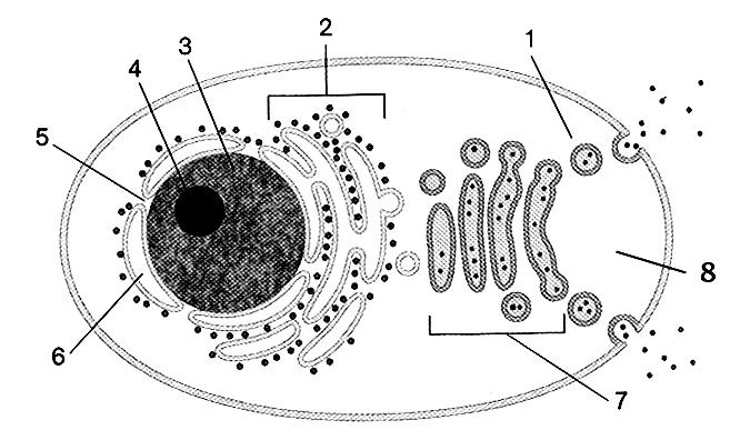 [0,5] A la vista de las imágenes conteste a las siguientes preguntas: a) Cómo se llaman los orgánulos que representan las imágenes A y B [0,2] y en qué tipo de células se encuentran?
