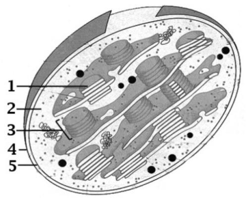 Para cada uno de los siguientes procesos celulares, indique una estructura, compartimento u orgánulo de las células eucarióticas en donde pueden producirse: a) Síntesis de ARN ribosómico; b)