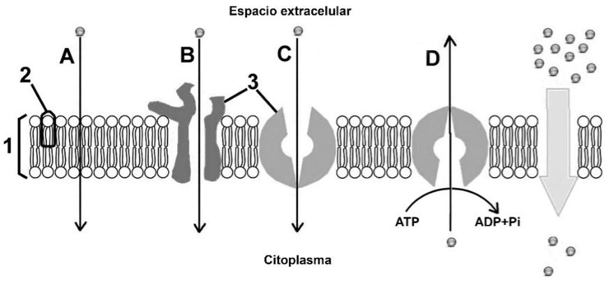 Defina e indique una función de las siguientes estructuras celulares: membrana plasmática, mitocondria, retículo endoplasmático rugoso, complejo de Golgi y cloroplasto [2].