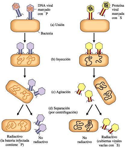 Experimentos con bacteriófagos 1940 : Max Delbruk y Salvador Luria estudiaron los mecanismos de infección de los bactreriófagos en células de E. coli En 1952 A.