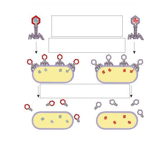 Hershey y Chase Cubierta de proteína marcada con 35 S T2 bacteriófagos son marcados con Isotopos radiactivos S vs.