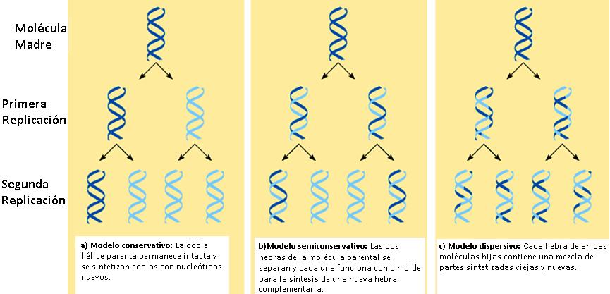 modelos de replicación del DNA Se puede diseñar un experimento ingenioso para probar?