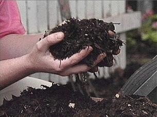 Para replantar es necesario desinfectar el suelo con oxicloruro de cobre, formol, cal agrícola.