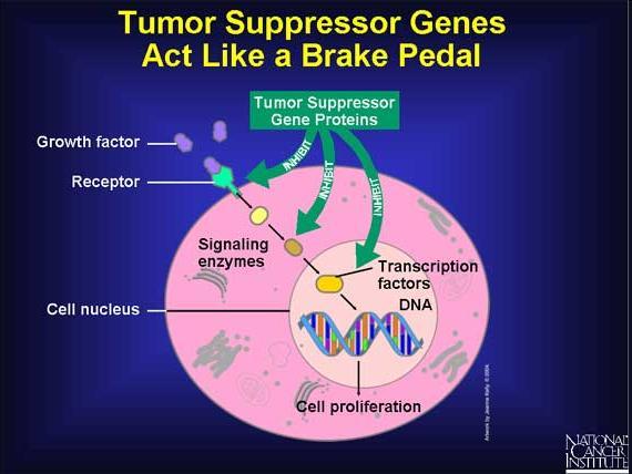 Genes Supresores de Tumores En general, regulan los puntos de control del ciclo celular o inician el proceso de apoptosis Detienen el crecimiento