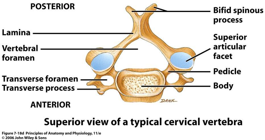 vértebra cervical.