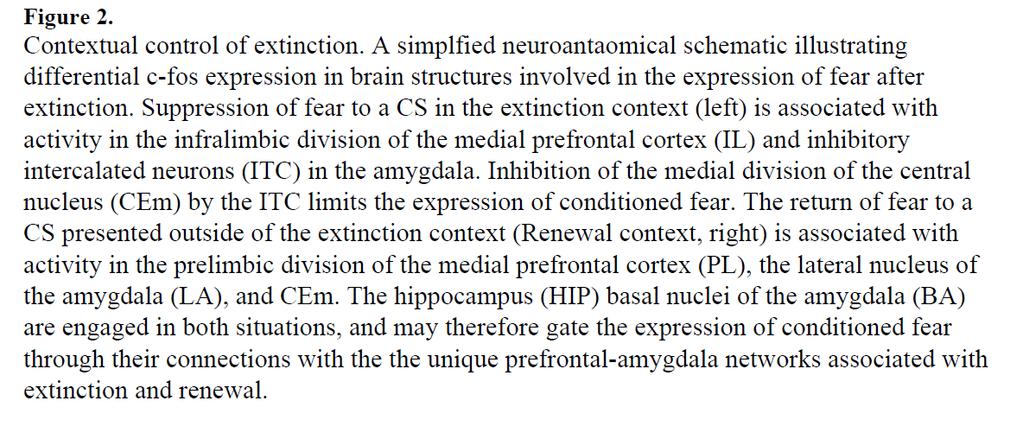 Hipocampo Corteza pre-frontal Amigdala