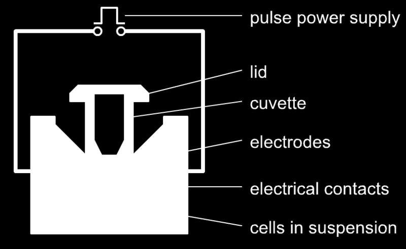 (unos 240 voltios, por ejemplo) y la cubeta se inserta en el electroporador.