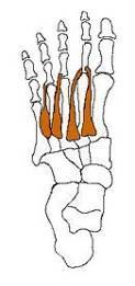Lleva los dedos hacia afuera (ya que se unen al tendón extensor correspondiente a nivel de su borde lateral). a) Músculos de la región plantar media 1. Músculos interóseos.