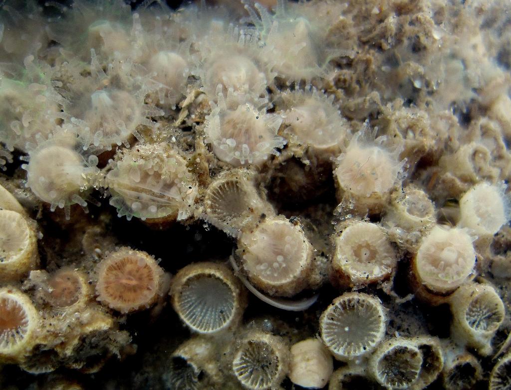 Antozoa Zoantharia (anemonas, corales