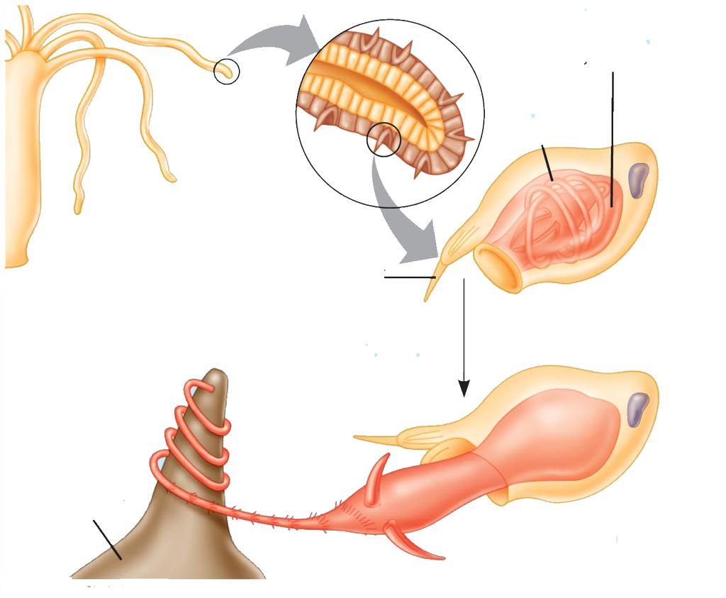 Cnidoblasto Nematocisto Tentáculo