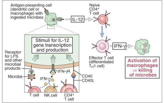 Activación de macrófagos CPA con microrganismo fagocitado LT CD4+ (Th0) virgen Estímulo para la transcripción y producción