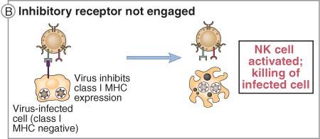 La activación de NK resulta de un balance entre señales de activación e inhibición NK Célula infectada con virus (mmhc I