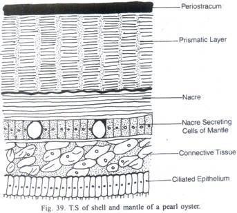 Capas de conchas Periostraco: capa externa delgada orgánica Capa