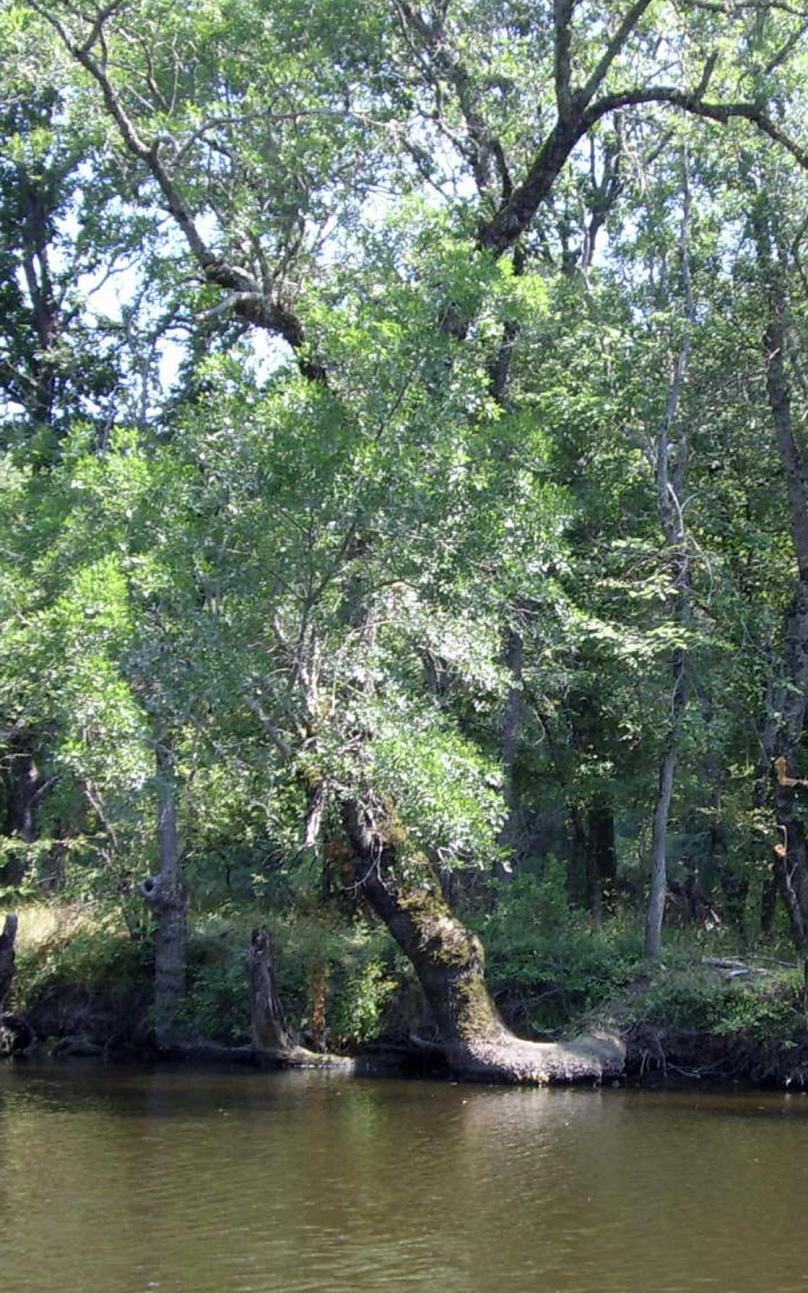 Mecanismo Conjunto Plantea: - Manejo integral y el aprovechamiento sustentable de los bosques y los sistemas de vida. - Fomentar la conservación y restauración de los sistemas de vida.