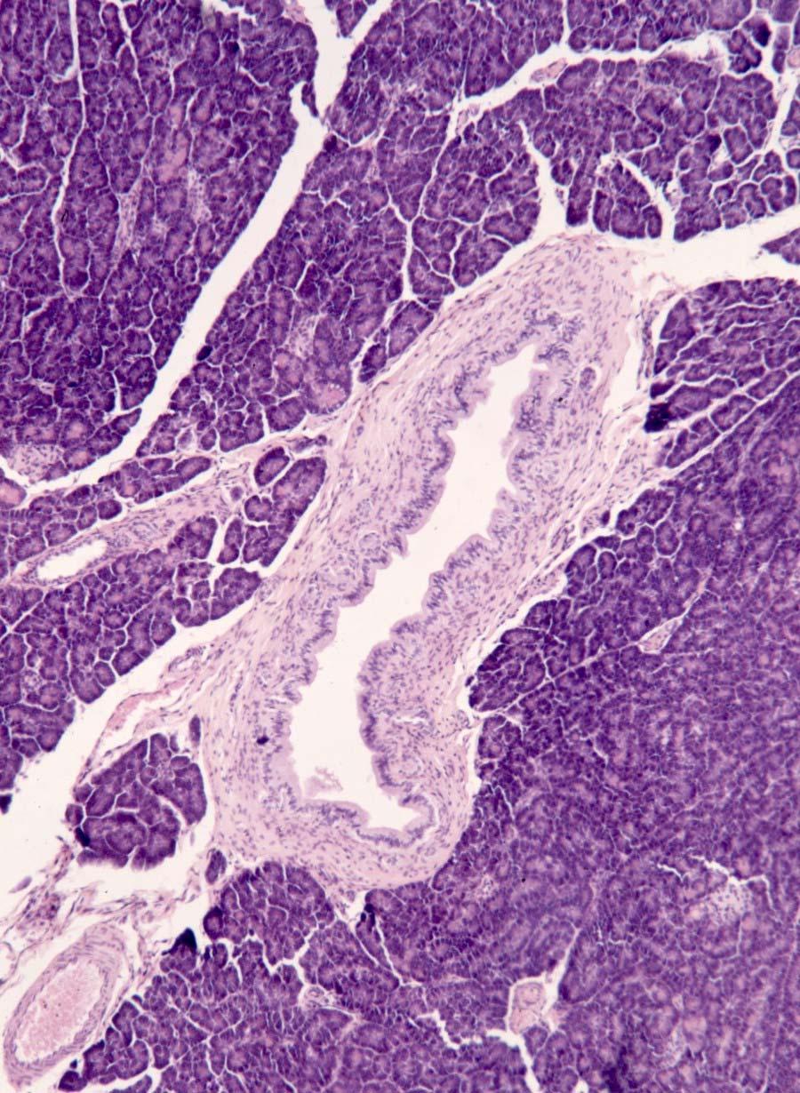 Fotomicrografía de un corte del páncreas, que muestra