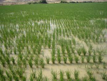 herbicidas dirigidos al control del denominado arroz salvaje, especie vegetal próxima al arroz cultivado y que en la práctica se comporta como una mala hierba disminuyendo de forma considerable la