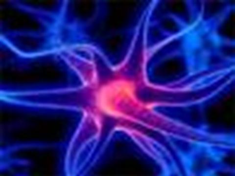 LA NEURONA CELULAS GLIALES: Son células de sostén, protección y nutrición NEURONAS: