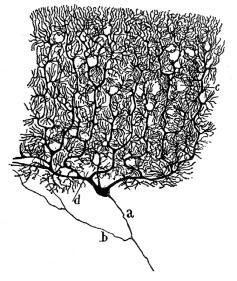 una Neurona NEURONA N E U R O N A S DENDRITAS La unidad básica del sistema nervioso