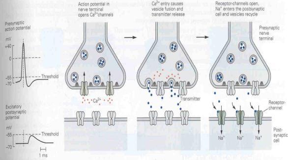 Sinapsis Químicas implica varios procesos Que sucede luego de la sinapsis con los neurotransmisores?