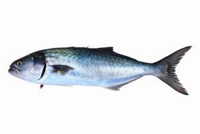 2. PESCADO AZUL El pescado azul es una gran fuente de ácido graso de omega-3, que es importante para la producción de energía, para la actividad mental, el sistema inmune y la circulación.