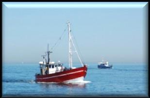 Pesca y Acuicultura Salud 2013