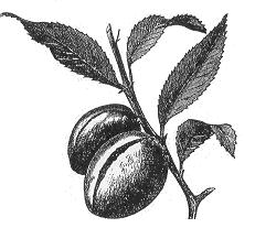 de Prunus