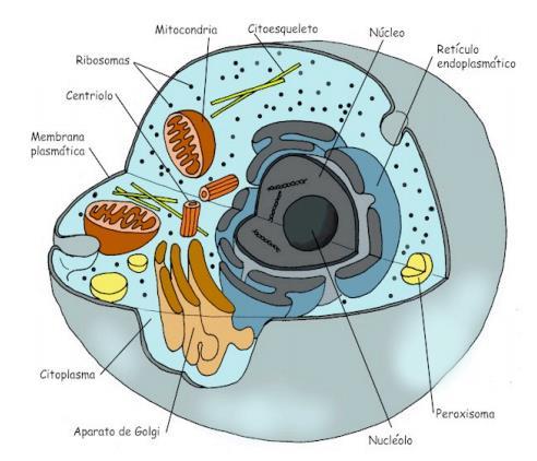 - Citoplasma: Es el espacio comprendido entre la membrana plasmática y el núcleo.
