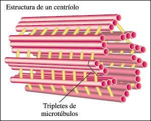 Centriolos: Cilindros formados por túbulos que dirigen el movimiento de cilios y flagelos y