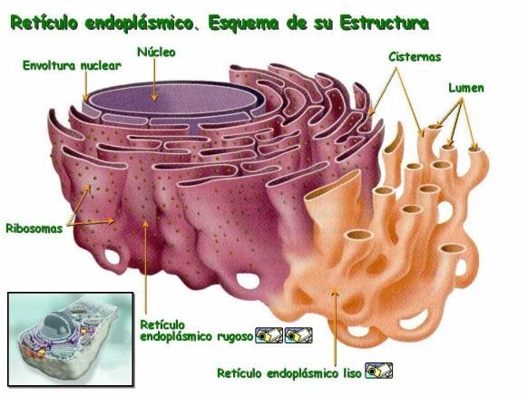 b) Una membrana: Retículo endoplasmático: Sistema de membranas que forman una red de