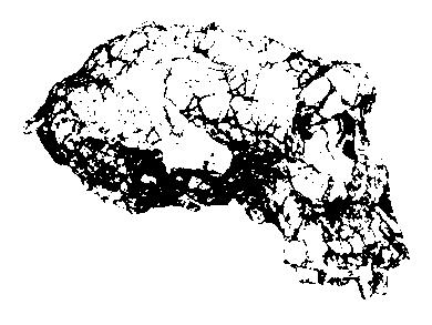 PRIMEROS HOMÍNINOS La edad de sus fósiles coincide con la divergencia genética entre chimpancés y humanos.
