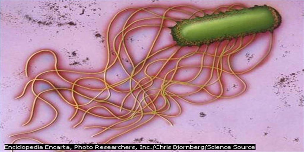 Bacteria