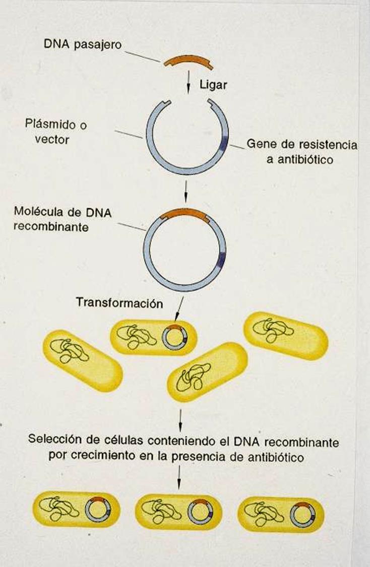 Con el desarrollo de las técnicas de ingeniería genética, la biotecnología alcanza una nueva dimensión.