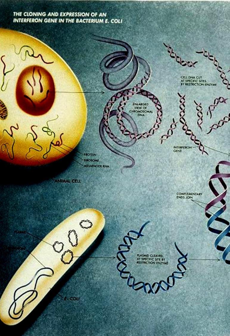 Los transgénicos se diseñan y construyen para generar una nueva capacidad en el organismo receptor, la cual reside en el material genético transferido.