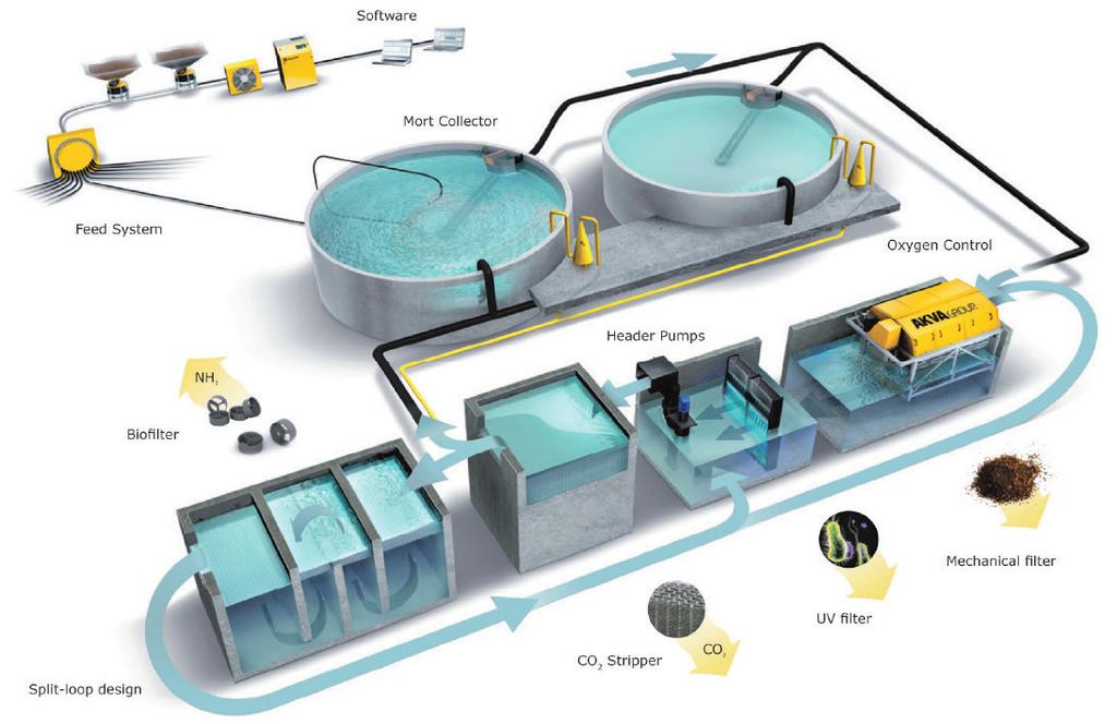 Capítulo 2: Sistemas de producción acuícola de fase terrestre: recirculación y flujo contínuo Modificación de la temperatura: Únicamente en los SRA se plantea la necesidad de aumentar la temperatura