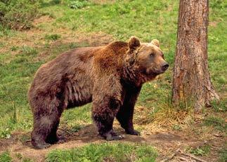 bosques del planeta. El oso es uno de los mamíferos terrestres más grandes de Europa.