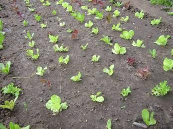 En esta siembra se utiliza más semillas pero se asegura el número de plantas requerido.