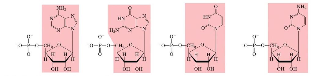 NUCLEÓSIDOS Y NUCLEÓTIDOS AMP Adenosín 5 monofosfato GMP Guanidín 5 monofosfato UMP Uridín 5 monofosfato CMP Citidín 5 monofosfato