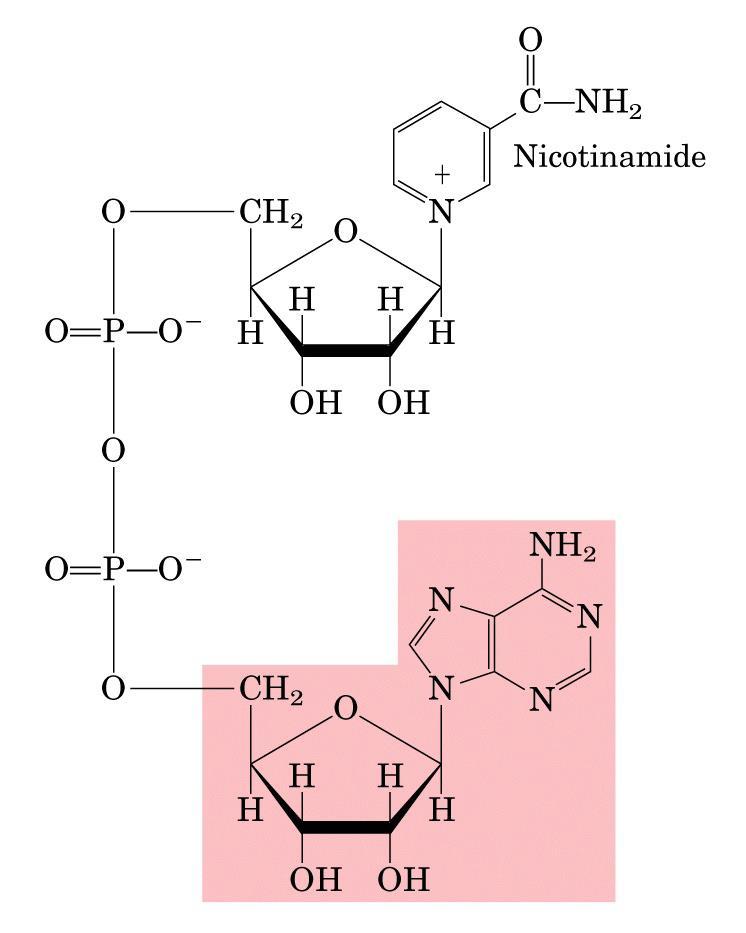 Oxidación-Reducción Vitamina B 2 NAD: Nicotín